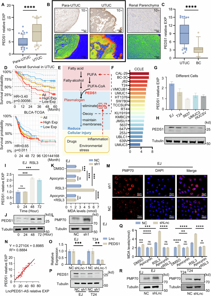 Fig. 3: LncPEDS1-AS regulates lipid peroxidation through PEDS1.
