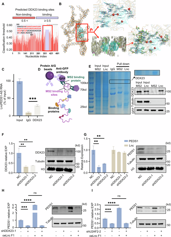 Fig. 5: DDX23 interacts with LncPEDS1-AS to regulate PEDS1 expression.