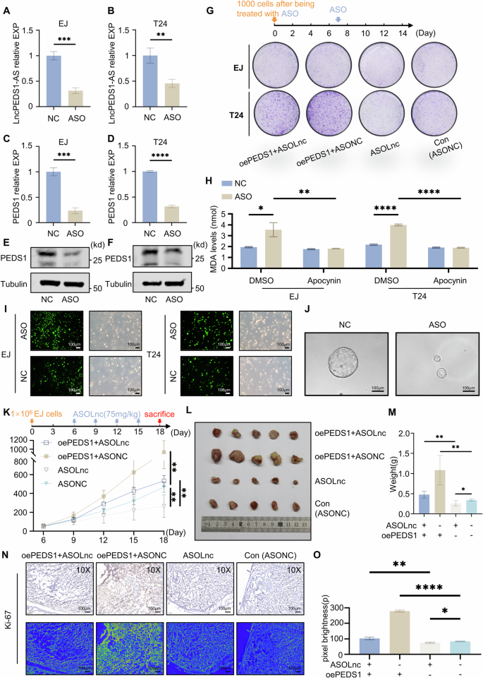 Fig. 6: ASO drugs improve tumour prognosis by targeting LncPEDS1-AS.