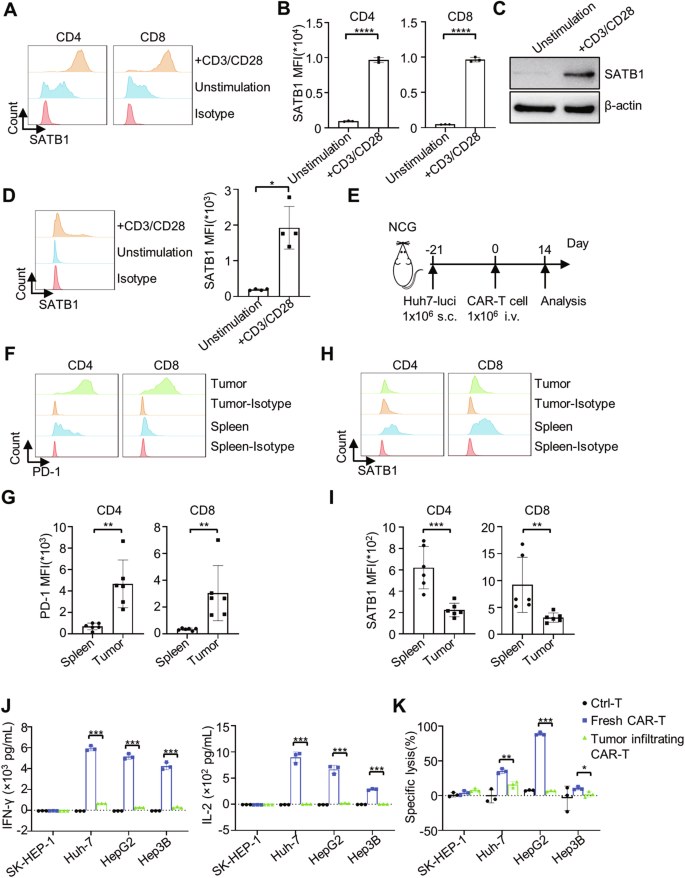 Fig. 1: SATB1 is downregulated in tumor-infiltrating CAR-T cells.