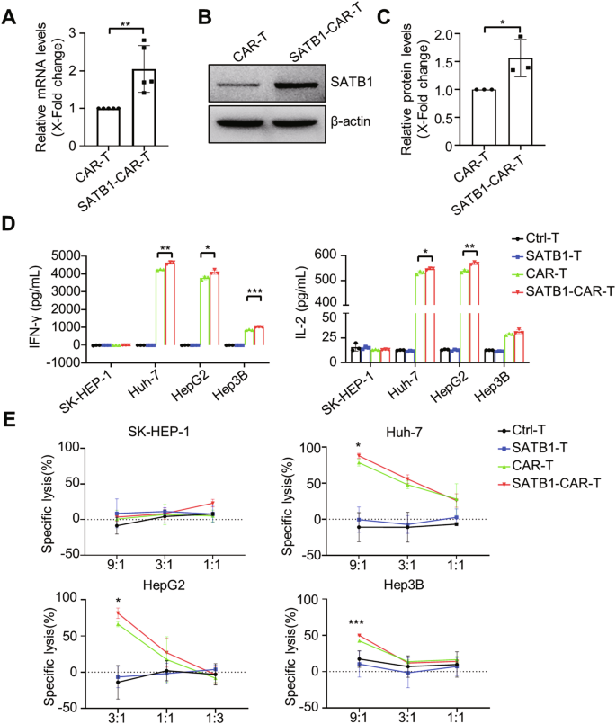 Fig. 2: SATB1 enhances the cytotoxicity of CAR-T cells in vitro.
