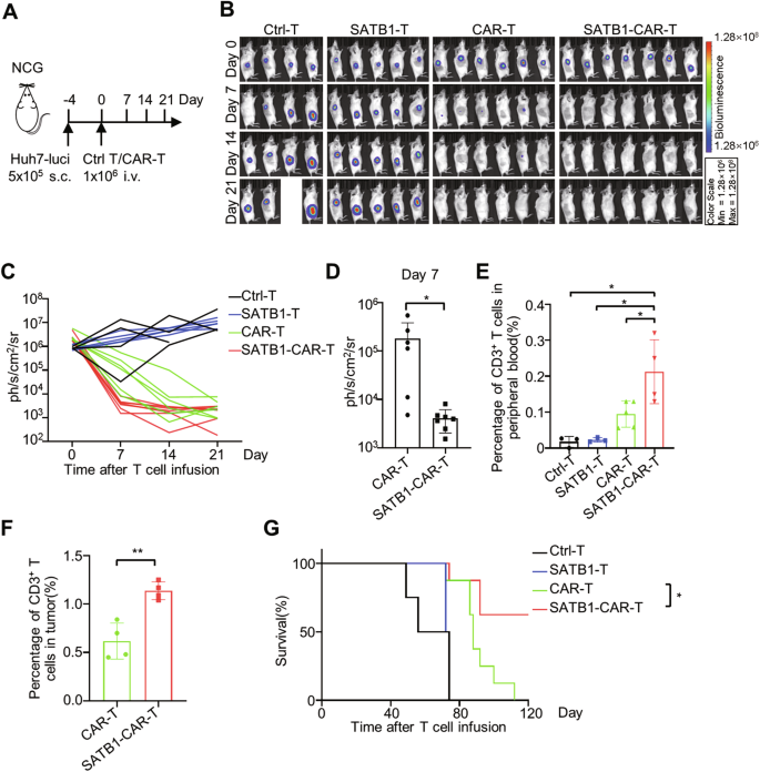 Fig. 4: Overexpression of SATB1 enhances the efficiency of CAR-T cells in vivo.