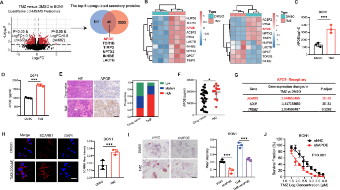 Fig. 2: Temozolomide promotes the secretion of APOE by pNETs to reshape lipid metabolism.