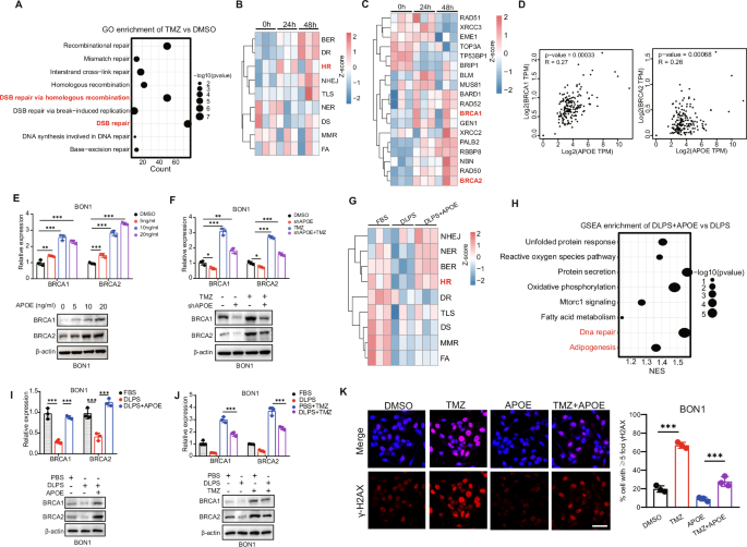 Fig. 3: APOE decreases TMZ sensitivity by Homologous recombination pathway.