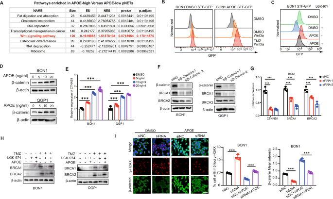 Fig. 4: APOE activated Wnt signal pathway and subsequent Wnt-induced DNA repair.