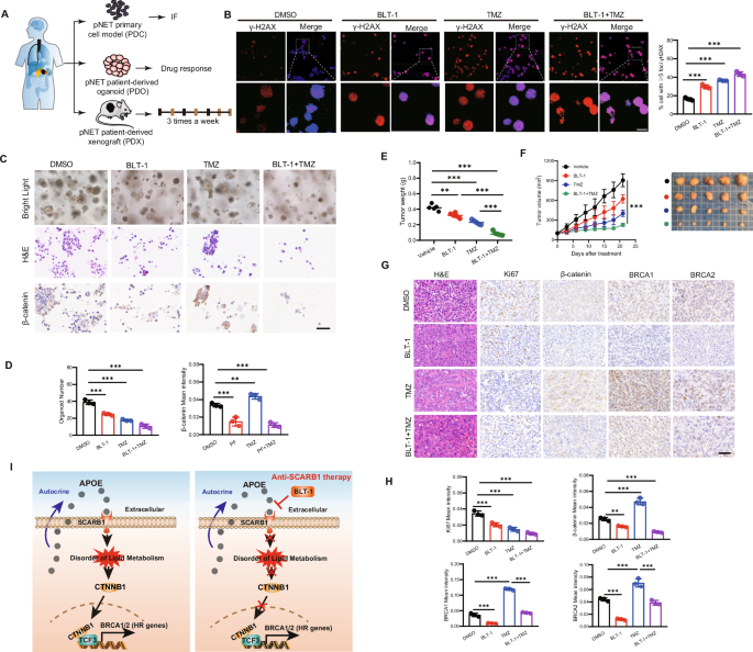 Fig. 6: The SCARB1 inhibitor BLT-1 increased TMZ sensitivity in pre-clinical models.