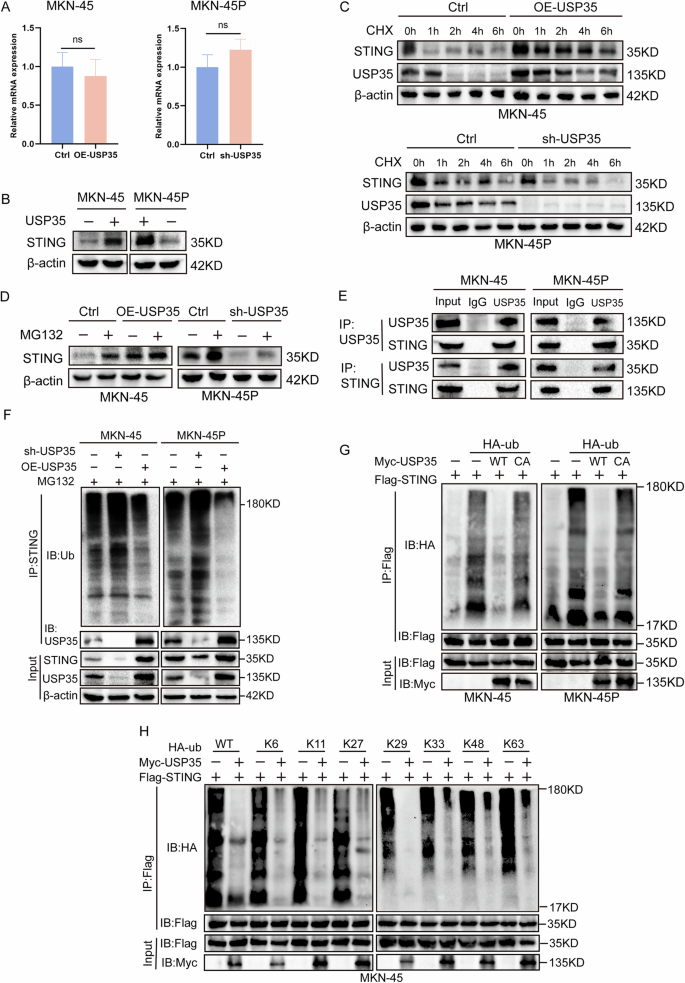 Fig. 3: USP35 stabilizes STING expression by mediating de-ubiquitination.