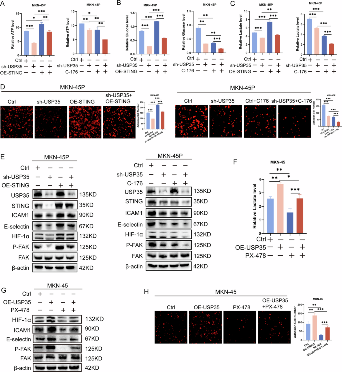 Fig. 4: USP35/STING promotes peritoneal colonization of GC cells by activating the HIF-1α/FAK pathway.