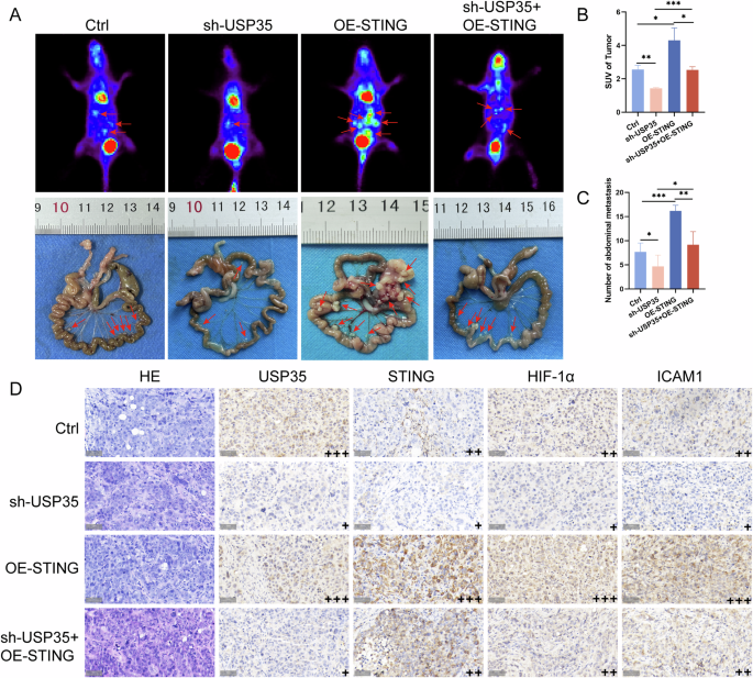 Fig. 6: USP35 promotes GCPD by enhancing the adhesion ability of GC cells in vivo.