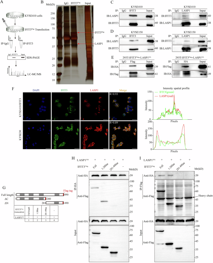 Fig. 4: IFIT3 colocalizes and interacts physically with LASP1.