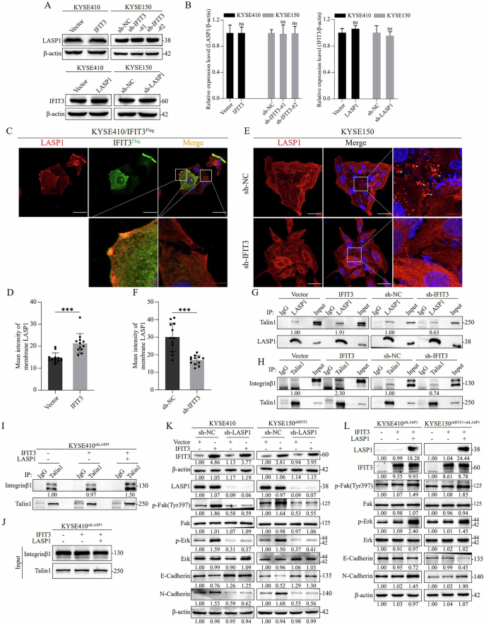 Fig. 5: LASP1 is transported to the cell edge by IFIT3, promoting focal adhesion assembly and activating the FAK-ERK signaling pathway.