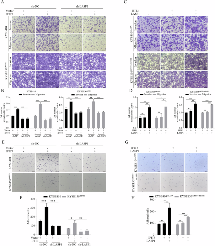 Fig. 6: Silencing LASP1 suppresses the prometastatic effect and pro-adhesion ability of IFIT3.