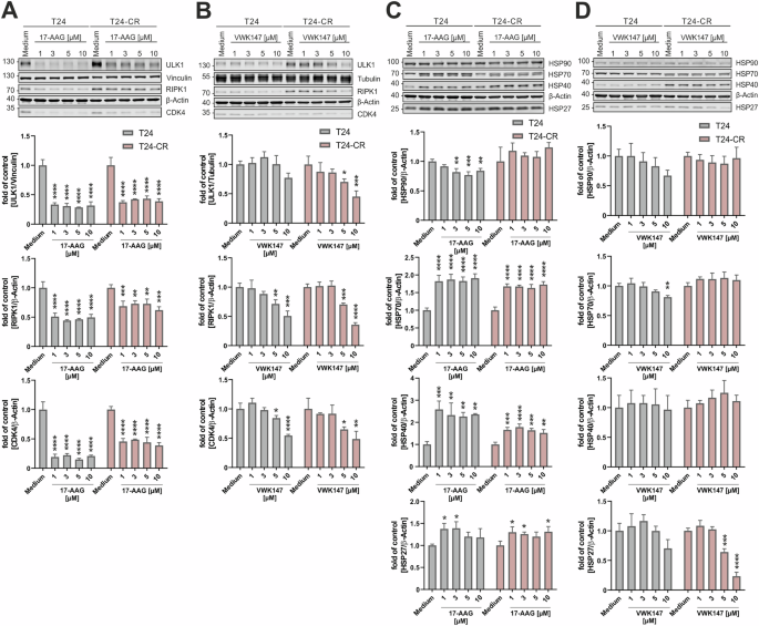 Fig. 3: VWK147 destabilizes HSP90 clients but does not induce a heat-shock response.