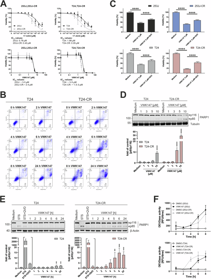 Fig. 4: VWK147 reduces cell viability in cisplatin-sensitive and -resistant bladder carcinoma cells, partly by the induction of apoptosis.