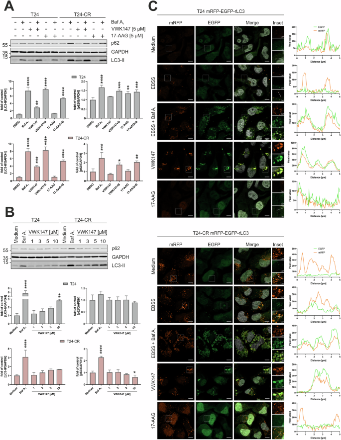 Fig. 6: VWK147 inhibits canonical autophagy.