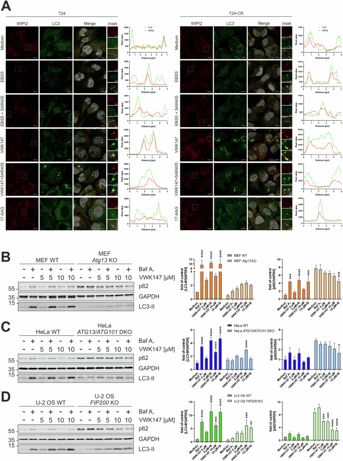 Fig. 7: VWK147 induces non-canonical autophagy.