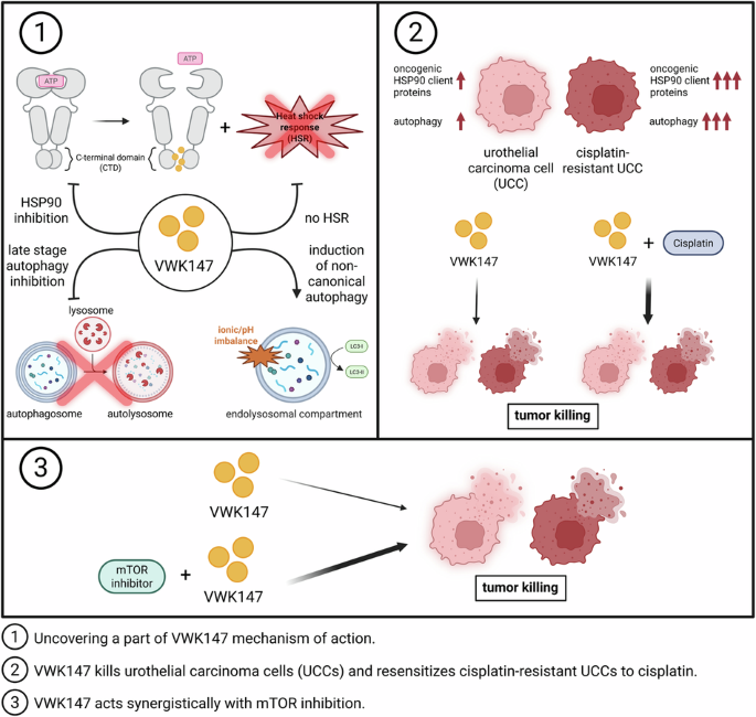 Fig. 8: Graphical summary of VWK147’s cellular effects.