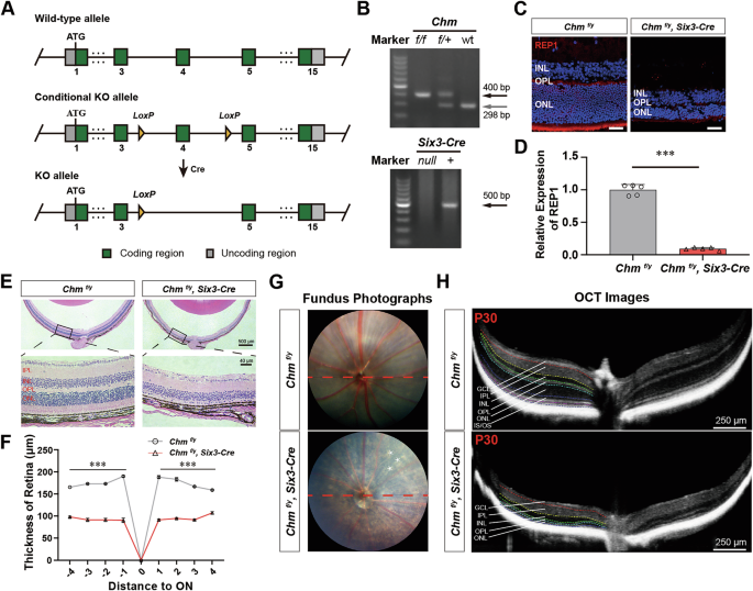 Fig. 1: Inactivation of Chm induces retinal neuron impairment.