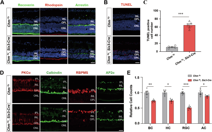 Fig. 2: Ablation of Chm resulted in apoptosis and decreased numbers of retinal neurons.