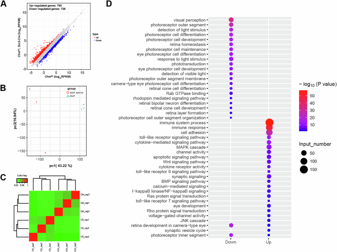 Fig. 4: Up- and down–regulation of select gene clusters in Chmfl/y; Six3-Cre mouse.