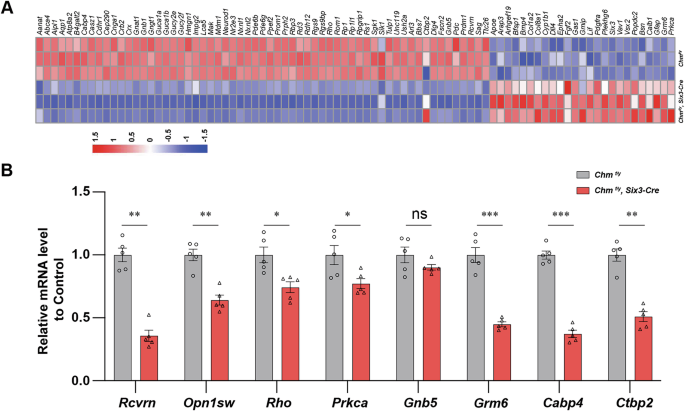 Fig. 5: REP1 deficiency decreases key PR and ON BC mRNA transcripts.