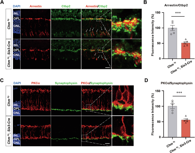 Fig. 6: REP1 deficiency affected synapse formation and phototransduction.