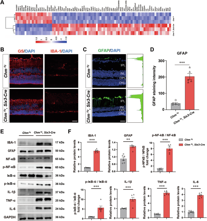 Fig. 8: REP1 deficiency leads to Microglial and Müller activation.