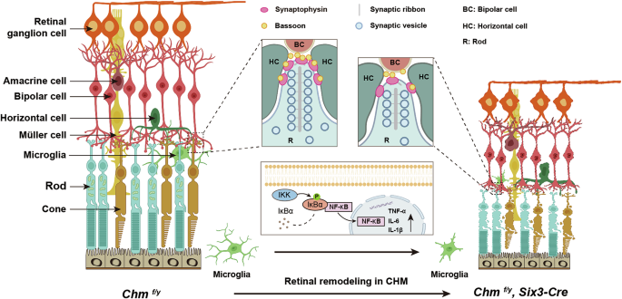 Fig. 9: A schematic diagram of REP1 deficiency leads to retinal degeneration.