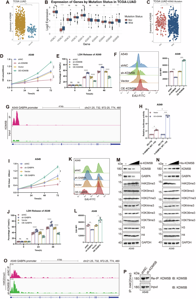 Fig. 1: KDM5B demethylates the H4K20me3 site, upregulating GABPA expression and promoting the proliferation of KRAS-mutant LUAD cell lines.