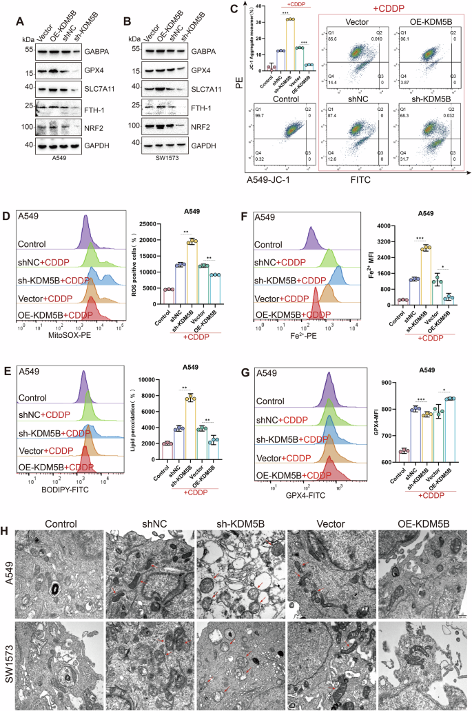 Fig. 2: Inhibiting KDM5B promotes increased ROS production from mitochondria, thereby inducing ferroptosis and enhancing sensitivity to cisplatin.