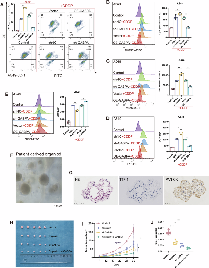 Fig. 3: In KRAS-mutant LUAD cell lines and vivo organoid models, inhibiting GABPA promotes mitochondrial ROS production, thereby inducing ferroptosis and enhancing sensitivity to cisplatin.