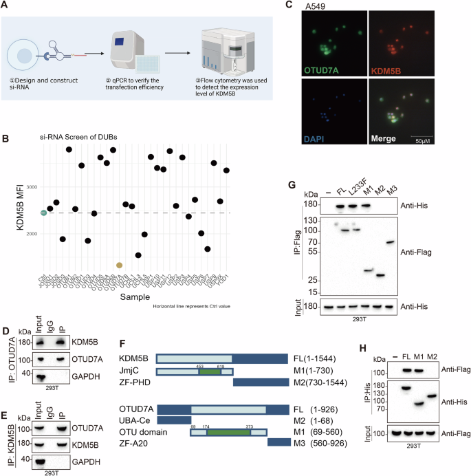 Fig. 4: OTUD7A interacts with KDM5B.