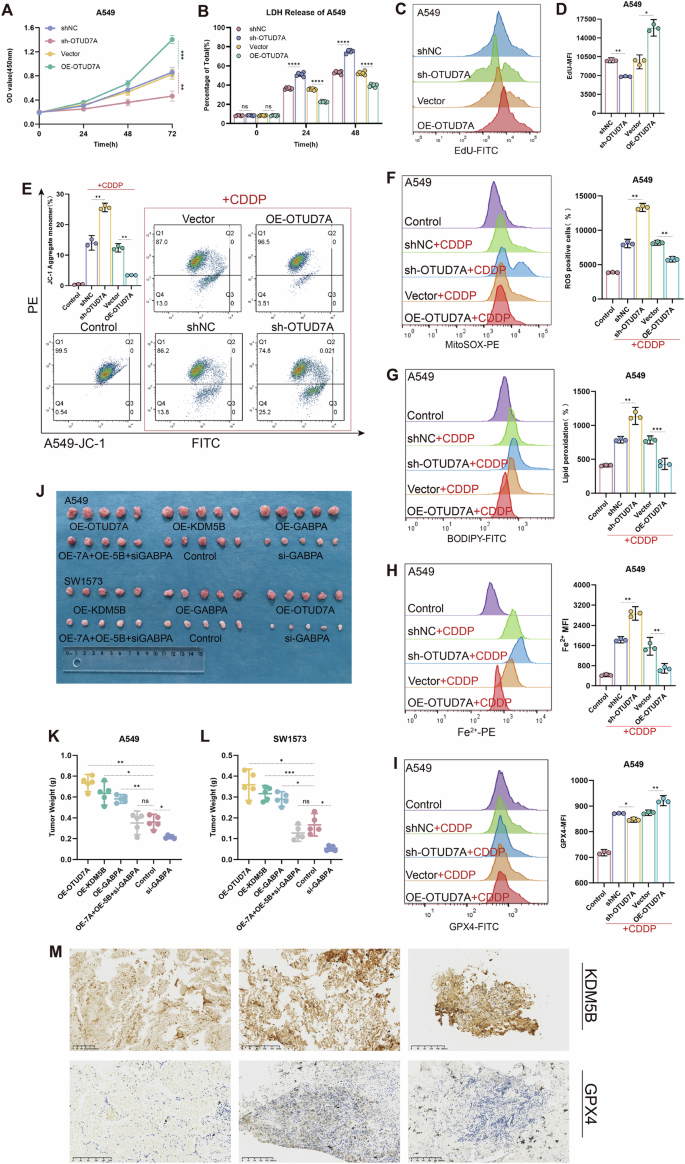 Fig. 5: In KRAS mutant LUAD cell lines and mouse models, OTUD7A participates in the KDM5B-GABPA axis, affecting ferroptosis and sensitivity to cisplatin.