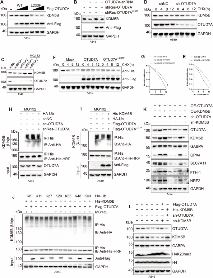 Fig. 6: OTUD7A deubiquitinates KDM5B, stabilizing protein expression levels.