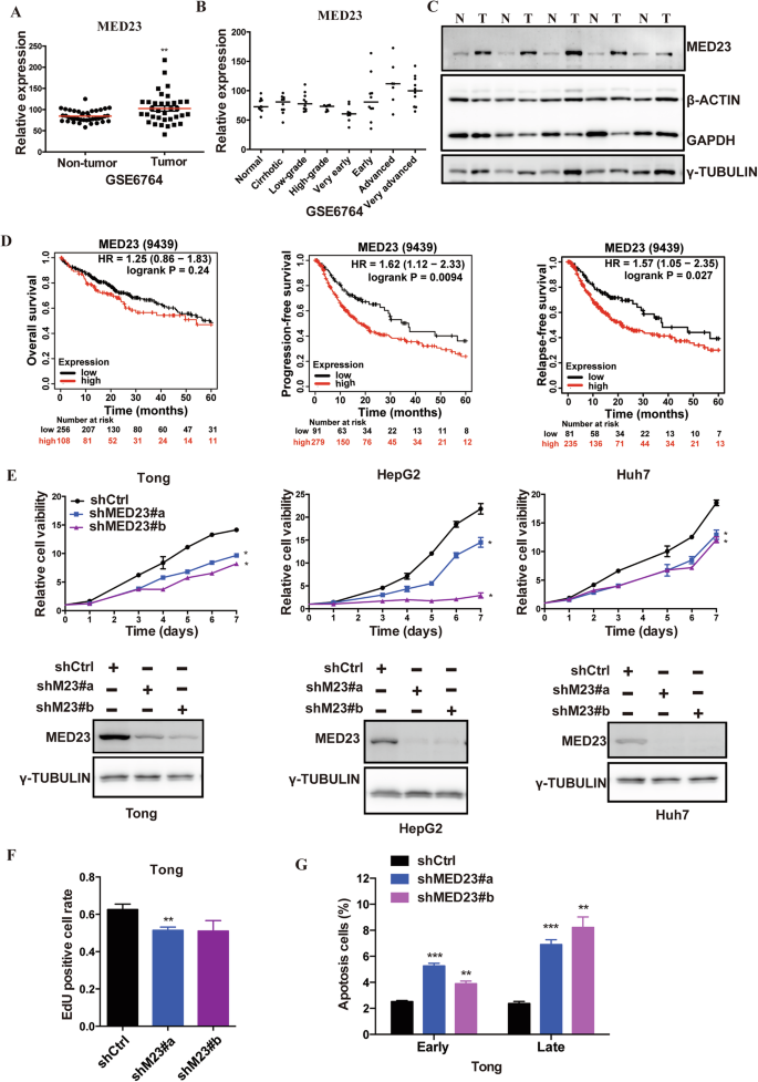 Fig. 1: MED23 is upregulated in human HCC tumors and is required for HCC cell viability.