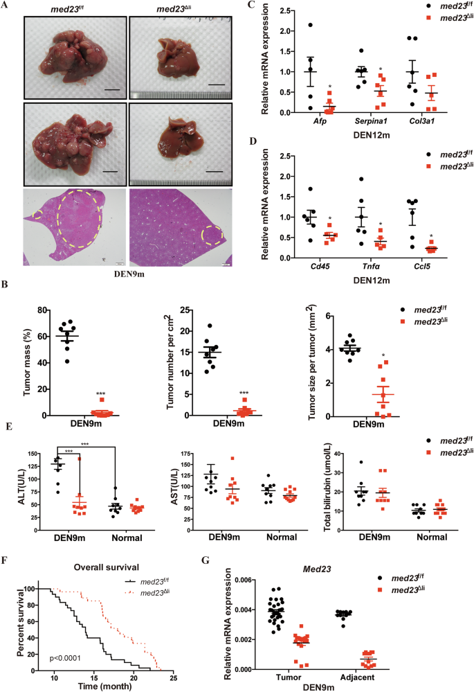 Fig. 2: Analysis of liver cancer development in med23f/f and med23Δli mice after long-term administration of DEN.