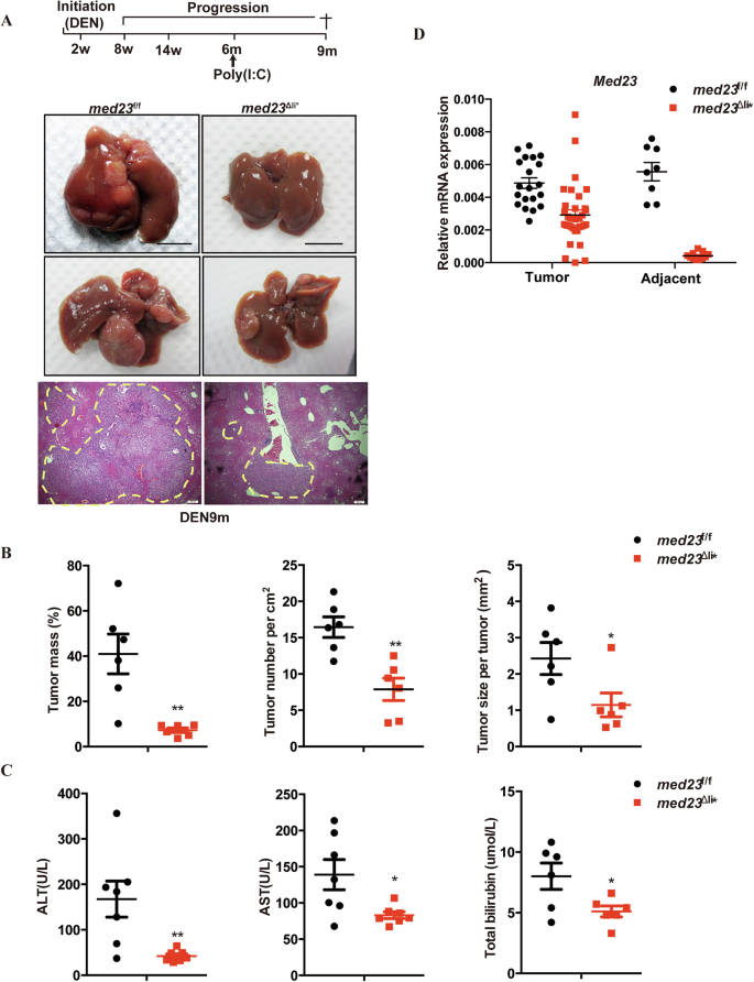 Fig. 3: Analysis of liver cancer development in med23f/f and med23Δli* mice after DEN administration.