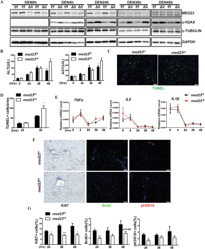Fig. 4: Med23 ablation leads to increased apoptosis but compromised compensatory proliferation during initiation stage of DEN induction.