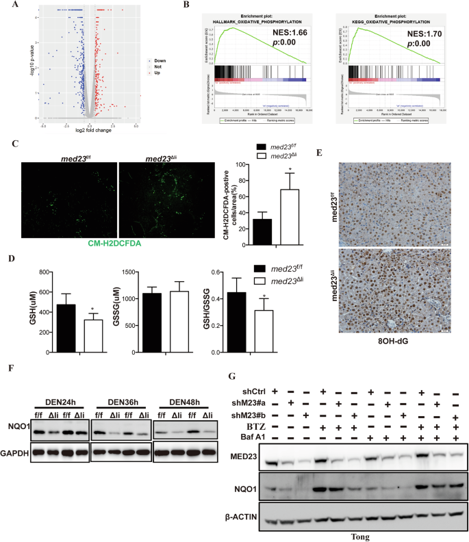 Fig. 5: Med23Δli livers exhibit increased ROS accumulation and reduced NQO1 protein.