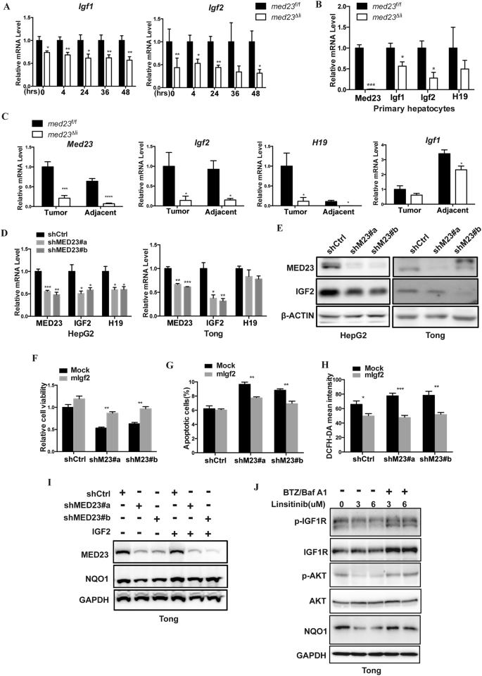 Fig. 6: IGF2/IGF1R signaling pathway was compromised after Med23 ablation.