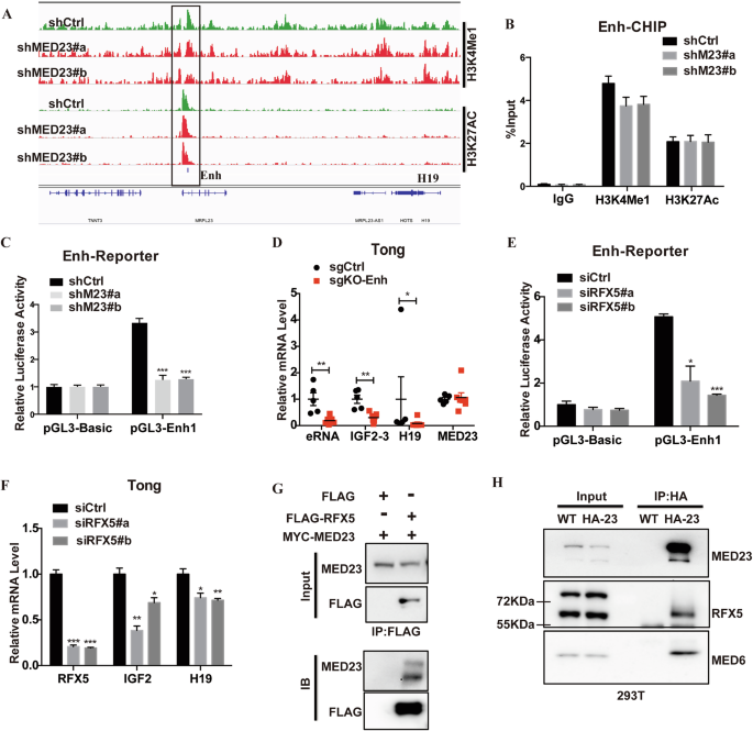 Fig. 7: MED23 controls IGF2 expression by modulating its enhancer function.