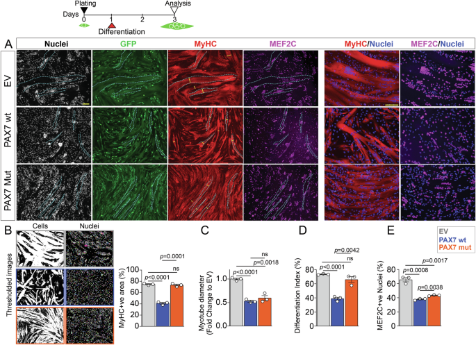Fig. 4: P112L-C443Y variants reduce PAX7 inhibitory function on myogenic differentiation.