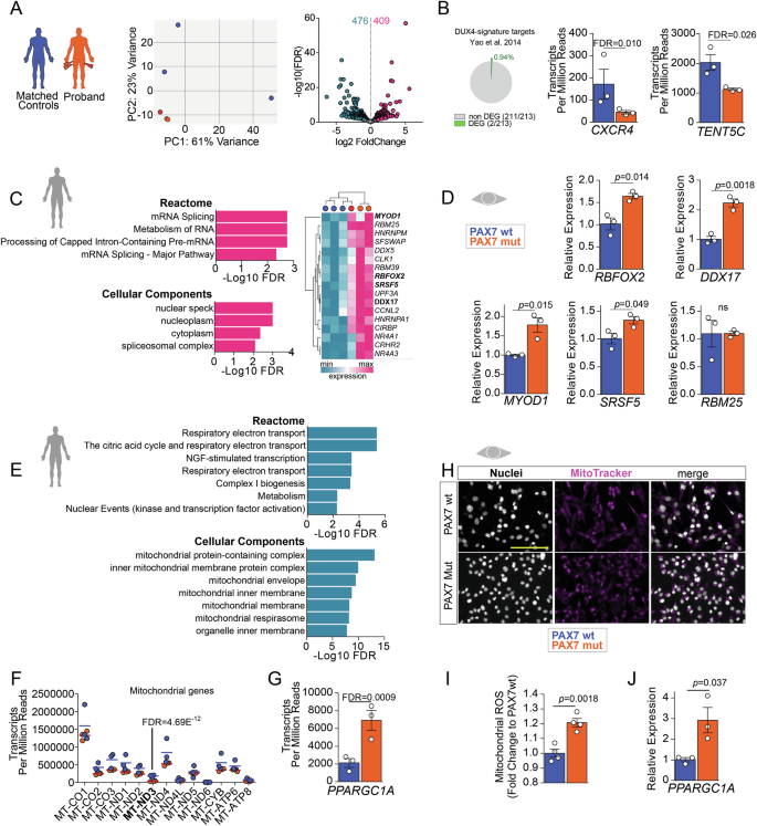 Fig. 5: Expression of PAX7 P112L-C443Y in myoblasts reproduces key transcriptomic features found in the proband.