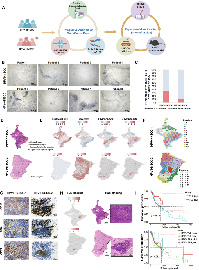 Fig. 1: Increased prevalence of mature TLS in HPV+HNSCC and positive correlation with prognosis.