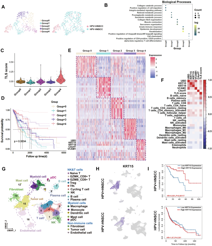 Fig. 2: Transcriptomic features of tumor cells in TLS+HNSCC patients.