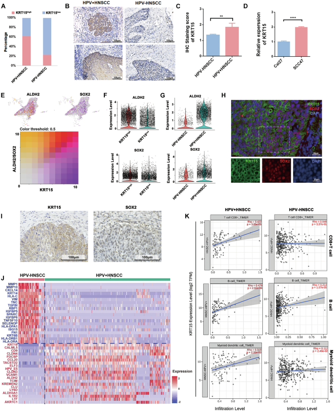 Fig. 3: Characterization and biological functions of KRT15high tumor cells in HNSCC.