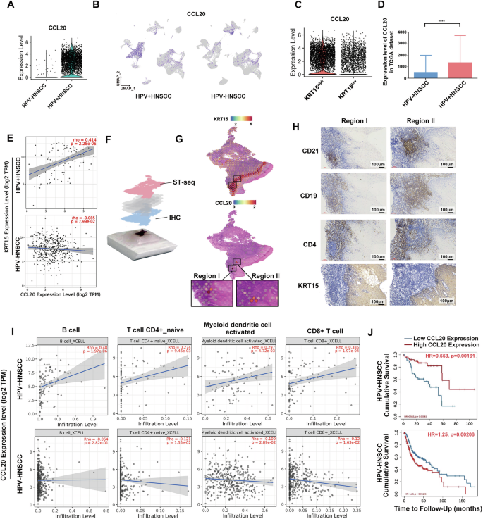 Fig. 4: CCL20 secreted by KRT15high tumor cells related to TLS formation in HPV+HNSCC.
