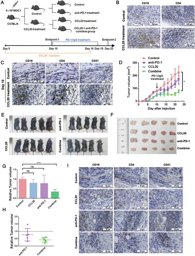 Fig. 5: CCL20 treatment promotes TLS formation and enhances anti-PD-1 therapy efficacy in murine models.