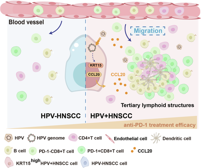 Fig. 7: Schematic diagram of study.