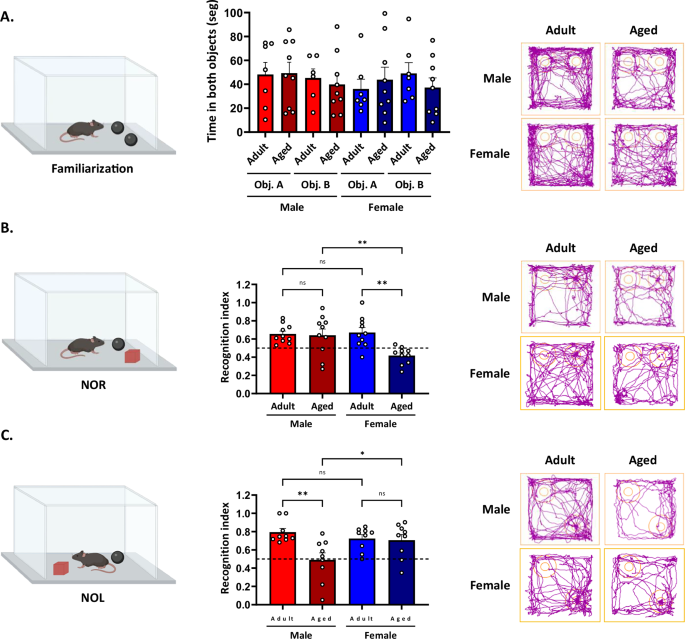 Fig. 2: Recognition memory is differentially impaired between males and females during aging.
